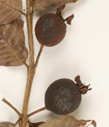 © Landcare Research 